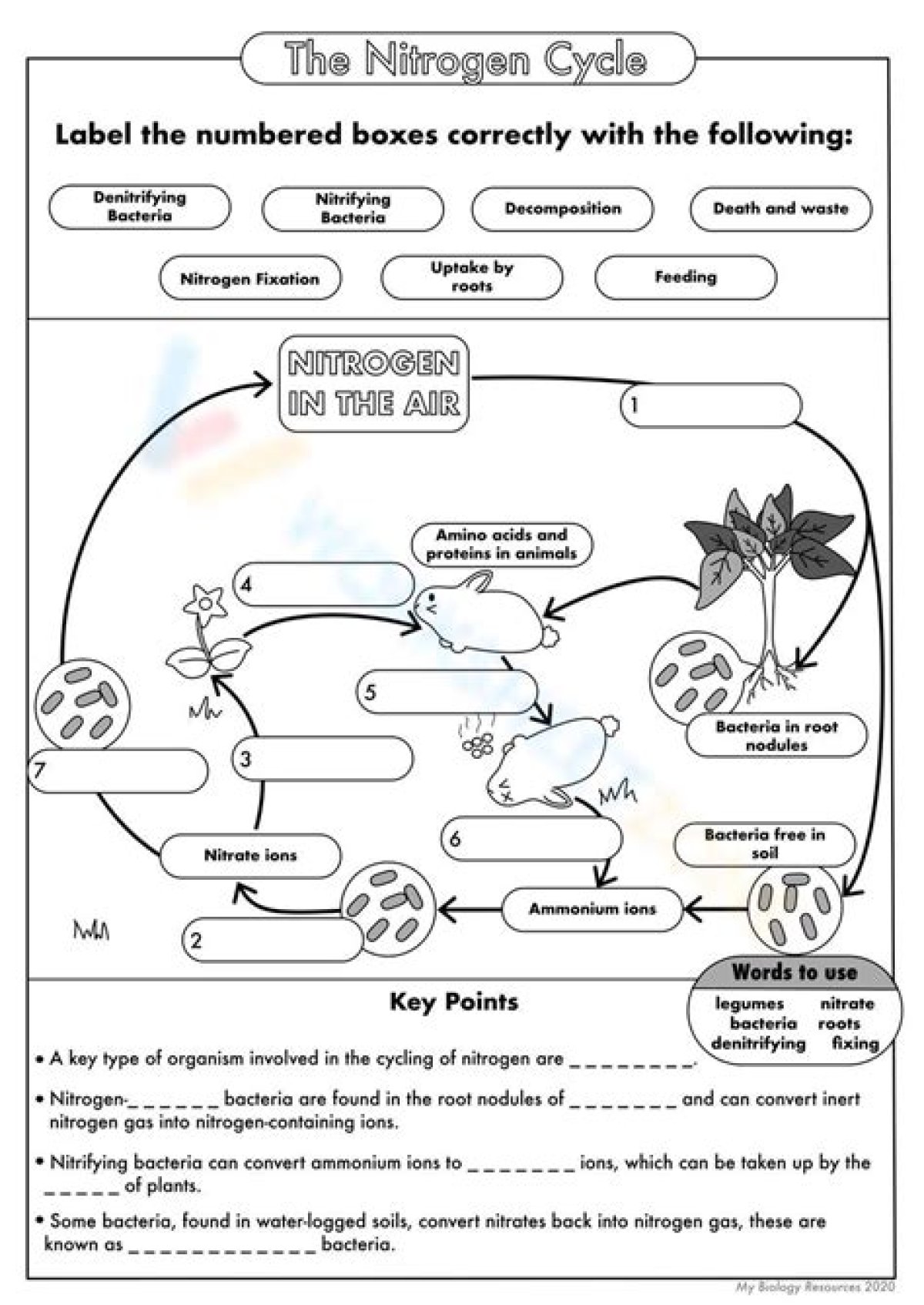 Nitrogen Cycle Matching Printable Worksheet