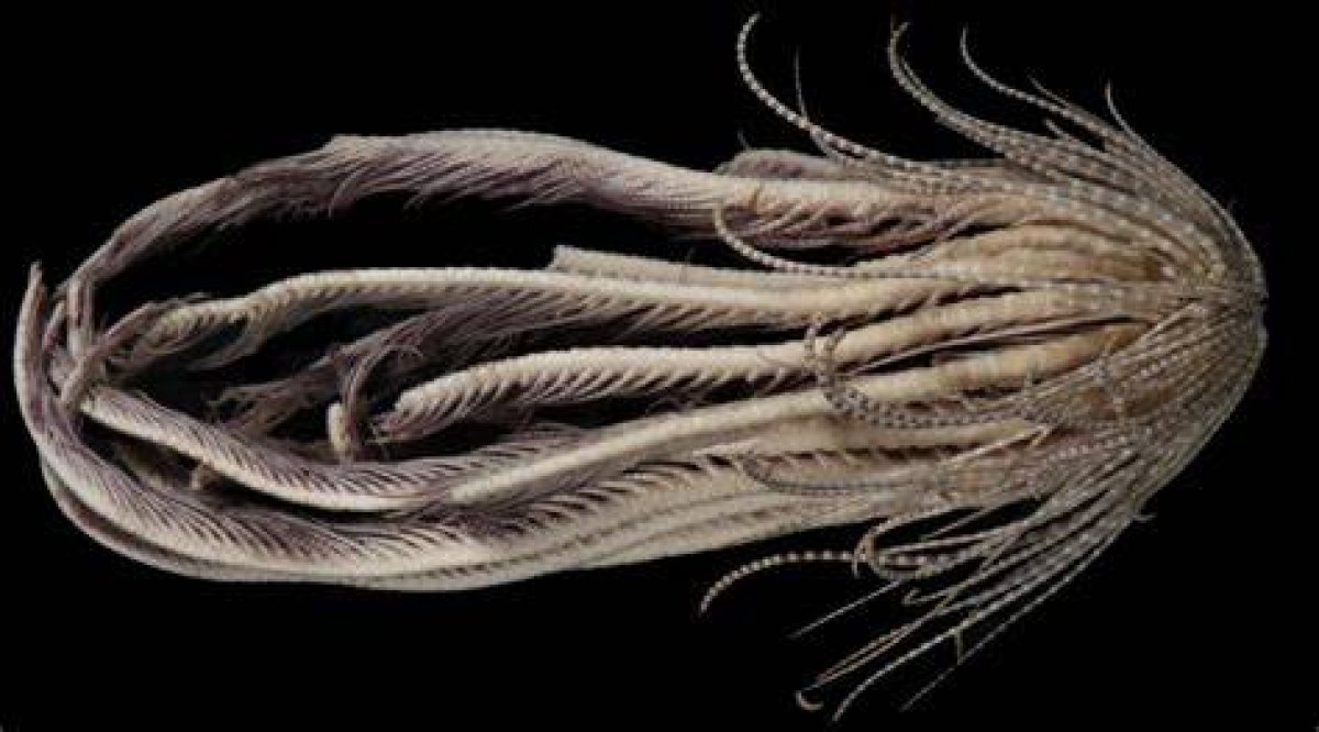 Scientists Found a New Sea Creature with 20 'Arms' and Named It After a Strawberry